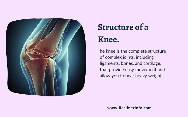 Are Recliners Bad for Your Knees, Structure of a Knee 